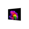 LG OLED77G61LW 77" (195 cm) 4K OLED evo Gallery Smart TV | LG